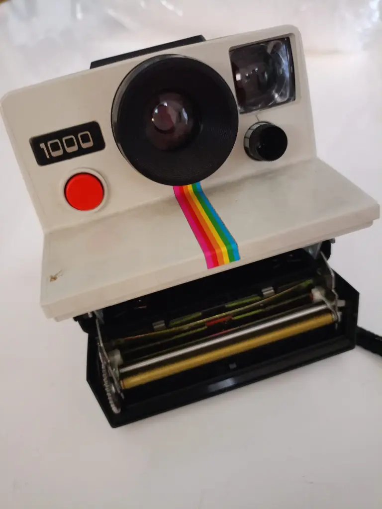 polaroy1.webp